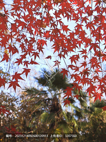 楓葉和天空