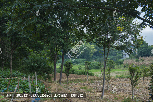 農(nóng)田