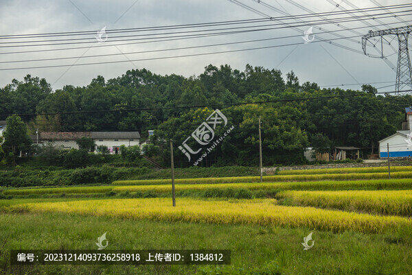 水稻田