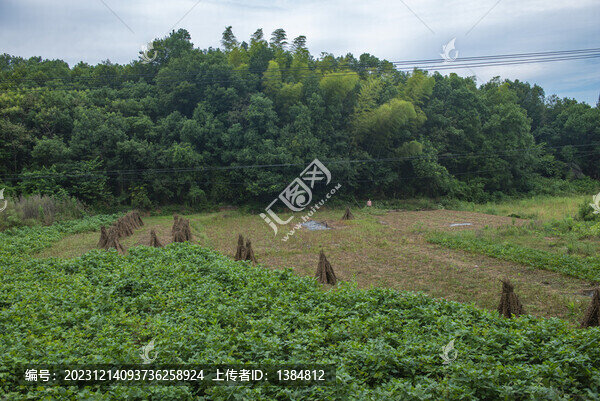 芝麻收獲