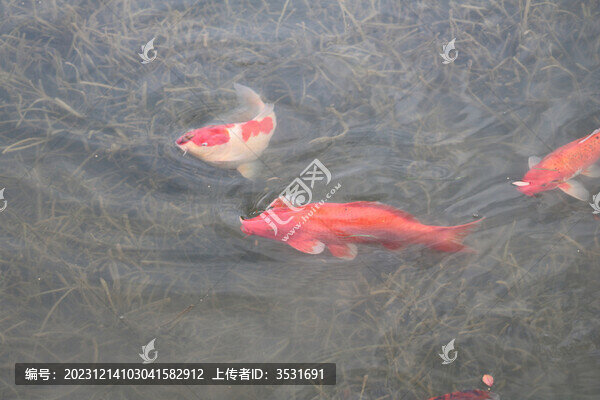 魚