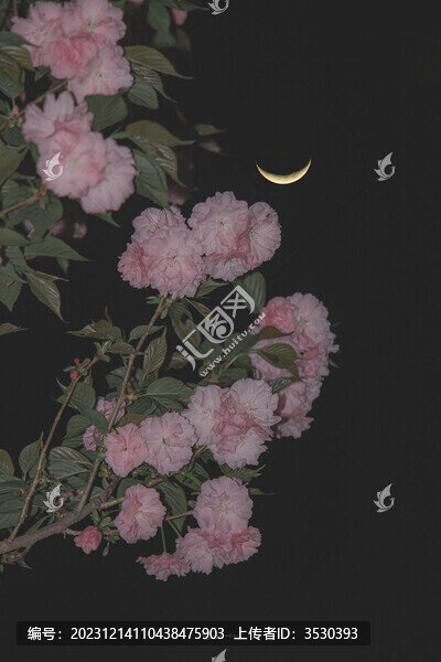 櫻花
