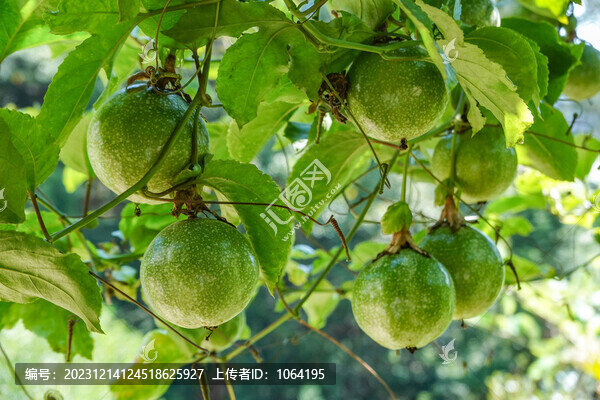 水果圖片