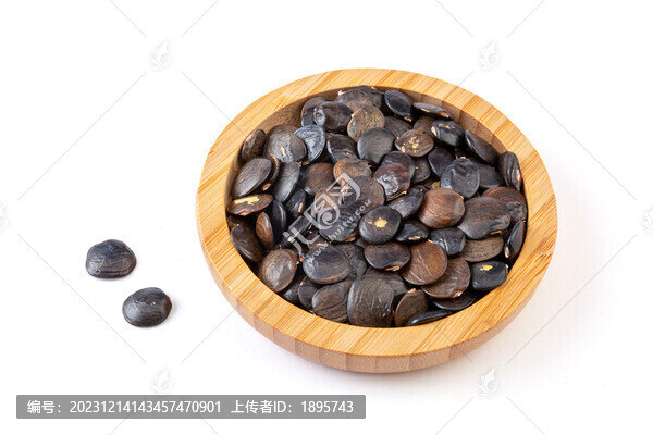 紫藤花種子特寫