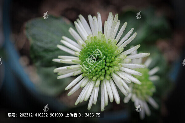 雛菊