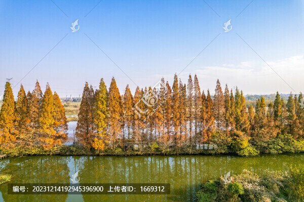 秋天的落羽杉