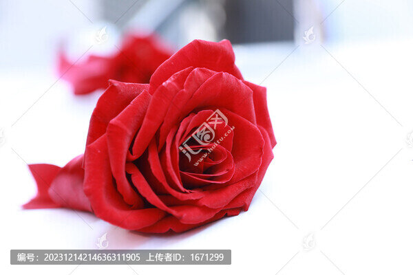玫瑰鮮花花朵
