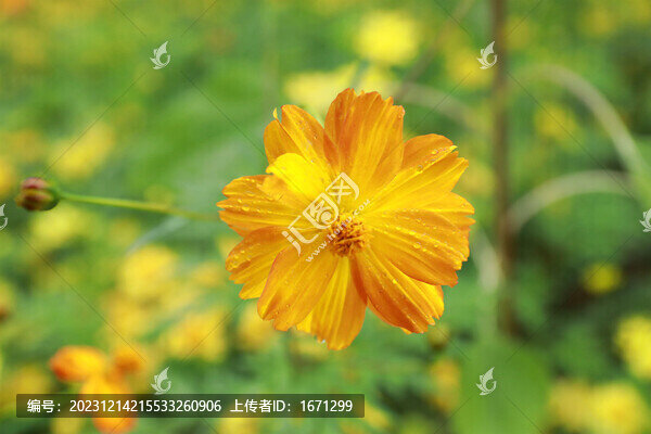 黃秋英