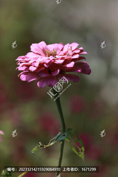 百日菊