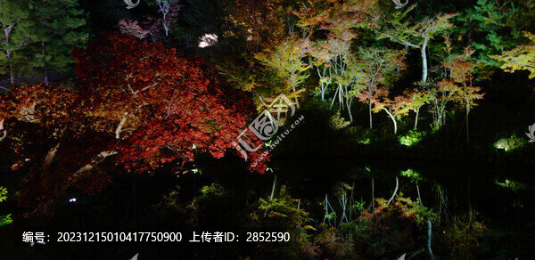 夜晚的紅葉