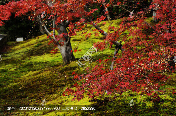 山坡上的紅葉
