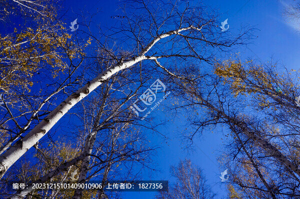 白樺林
