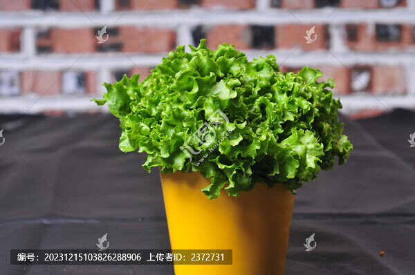 生菜