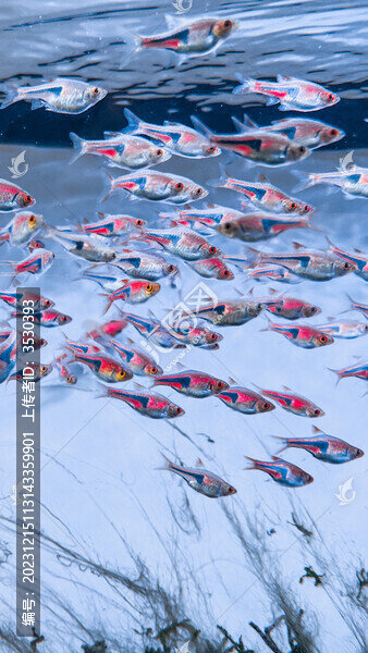 觀賞魚(yú)