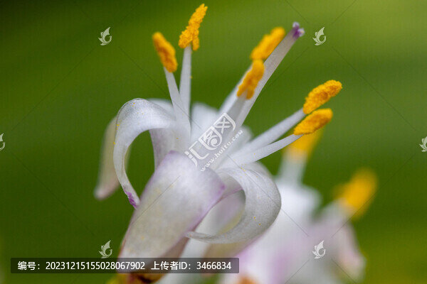 微距朱蕉花