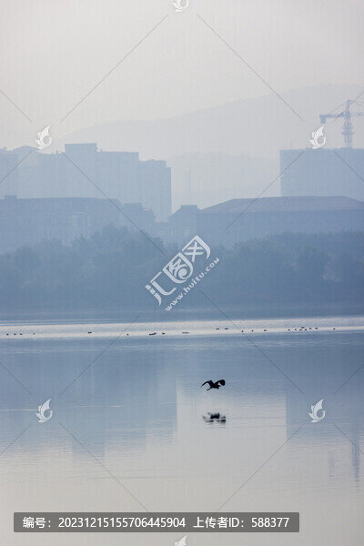 城市濕地白鷺棲息生態(tài)環(huán)境風(fēng)光