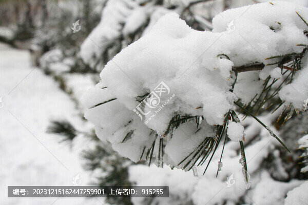雪景