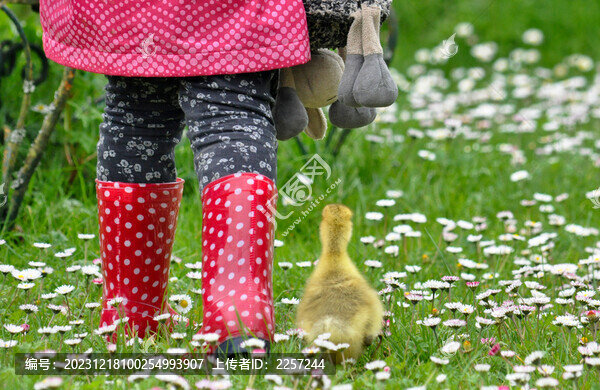 小鸭子与小女孩