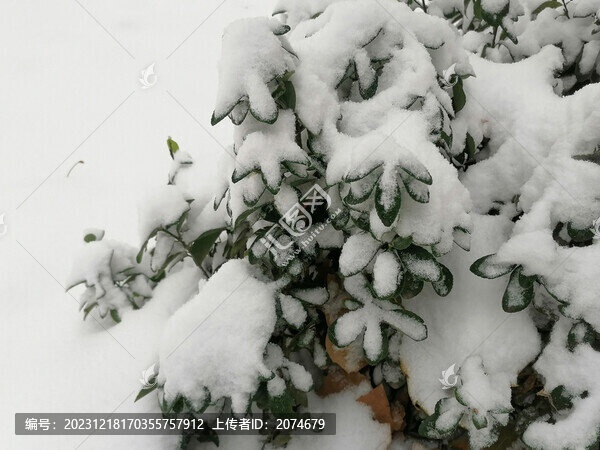 雪