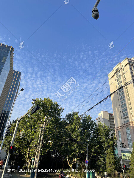 城市樹木