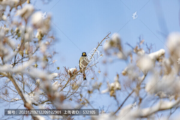 濟(jì)南雪景小鳥樹枝頭覓食