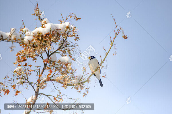 濟南冬天泉城公園雪景紅葉小鳥