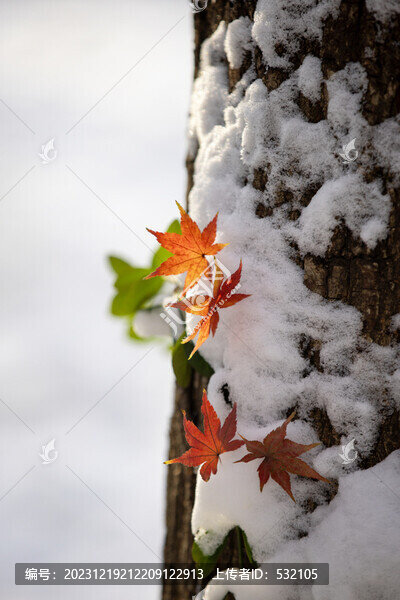 濟(jì)南泉城公園冬天紅葉雪景