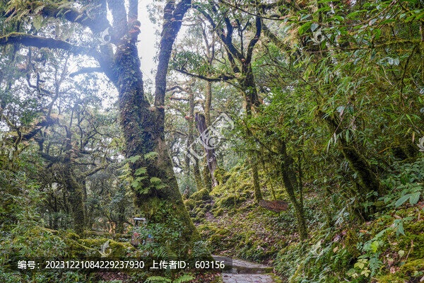 金山原始森林