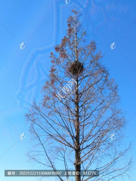 藍(lán)天鳥窩