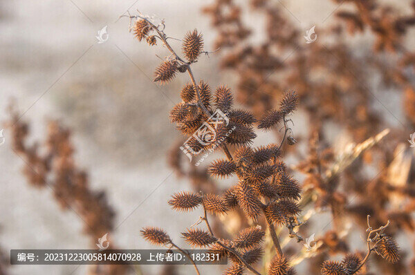 蒼耳種子