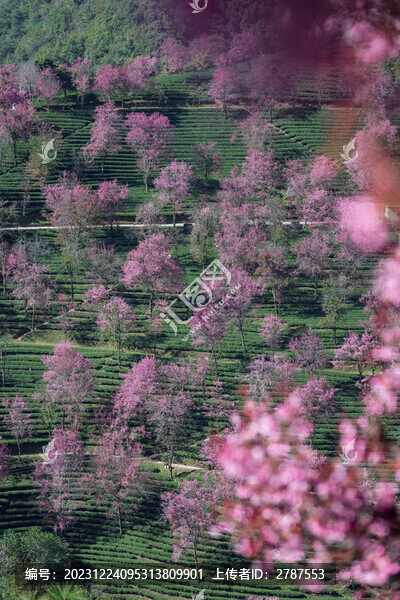 無(wú)量山櫻花