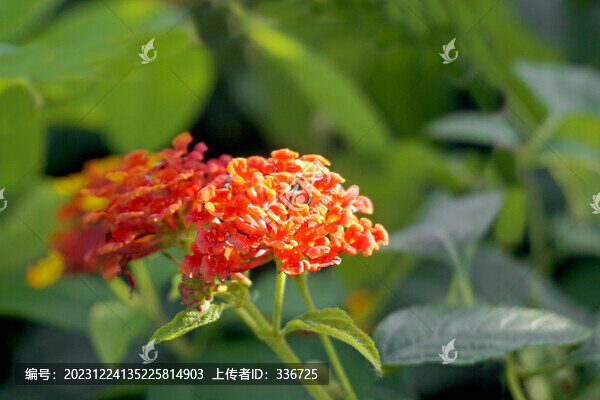 園林花境美化觀賞植物馬纓丹
