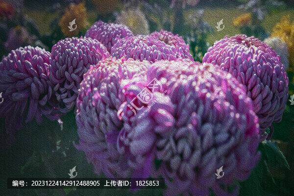 清水荷菊花