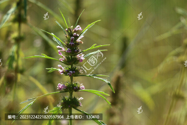 益母草
