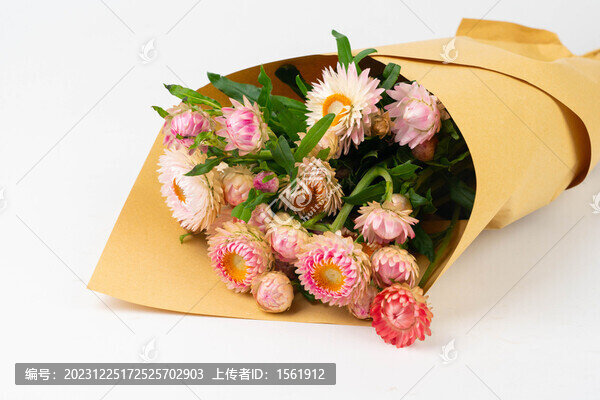 麥稈菊