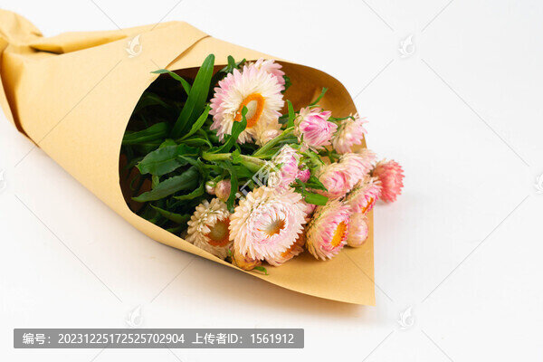 麥稈菊