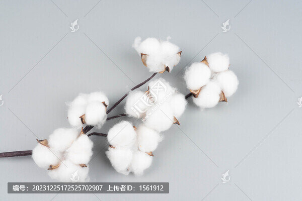 棉花棉桃