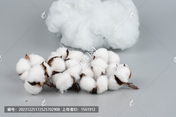 棉花棉桃