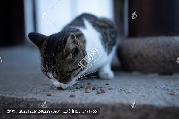 貓糧
