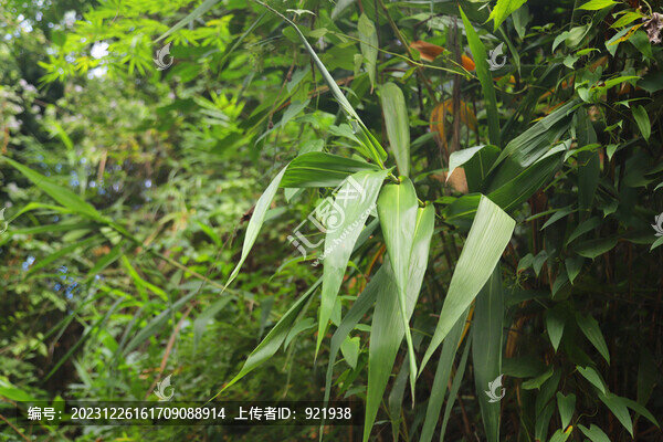 粽子葉