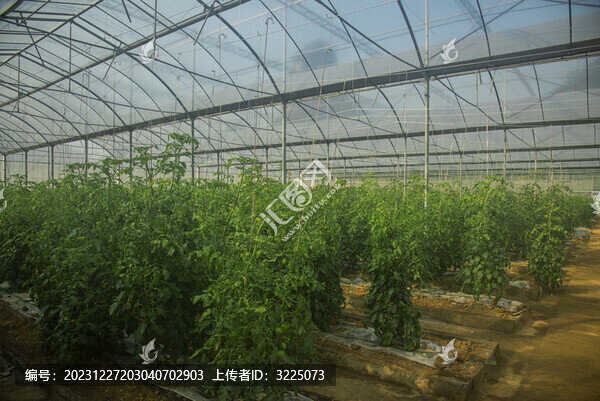 大棚瓜果種植