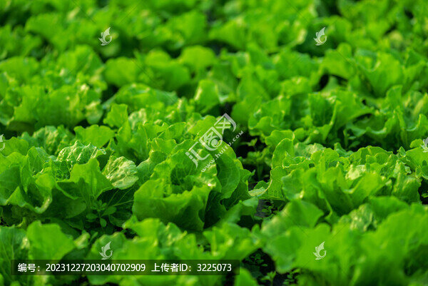 蔬菜種植