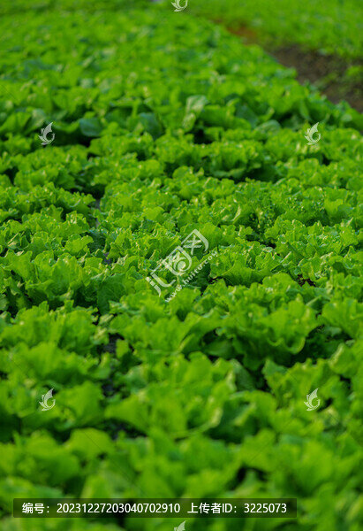 蔬菜種植