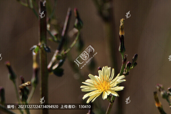 翅果菊