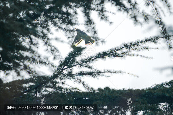 抓拍的烏鴉