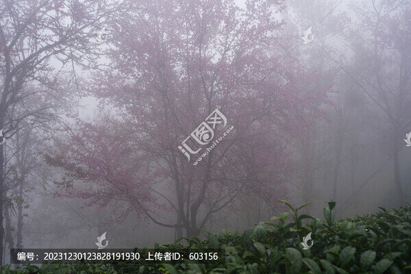 櫻花谷