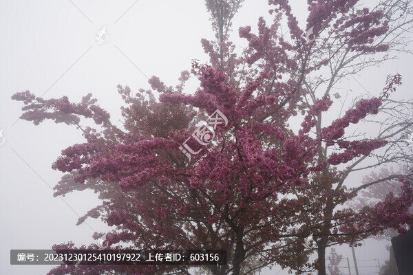 櫻花谷