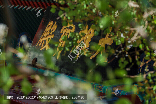 春天北京法源寺丁香花盛開(kāi)