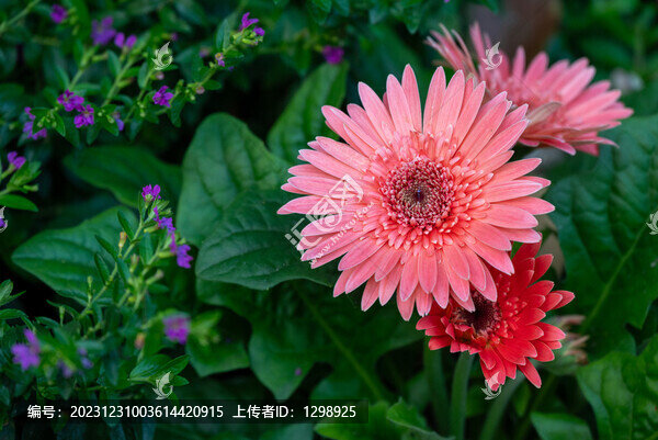 唯美非洲菊