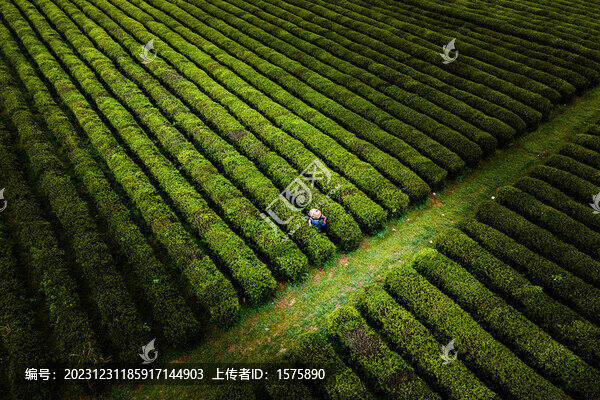 茶園春色